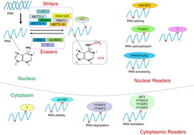 The Interaction Between N6-Methyladenosine Modification and Non-Coding RNAs in Gastrointestinal Tract Cancers